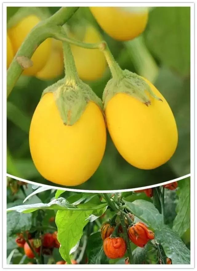 且营养价值高,比如七彩菠菜,新西兰菠菜,紫叶生菜,红叶生菜,彩叶甜菜