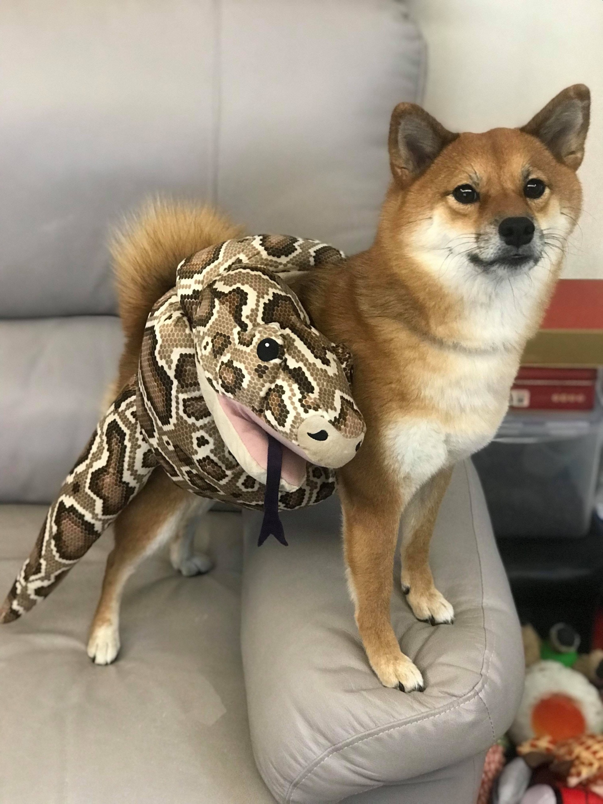 柴犬被大蟒蛇缠身竟然还微笑拍照真相究竟是什么