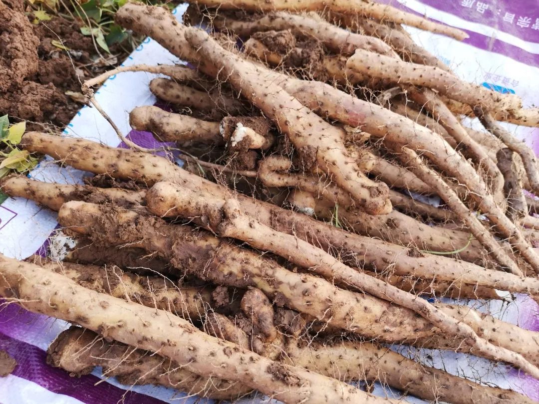 真正的铁棍山药长这样一口粉糯香甜秒杀市面99的菜山药