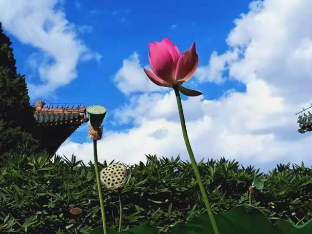 新的一天愿你心有花开一路芬芳