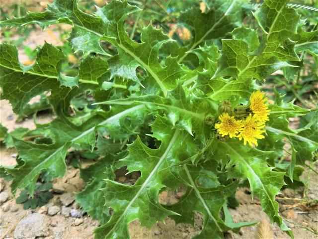 苦卖菜叶色碧绿,含有大量乳汁,春天的时候,采摘新鲜嫩叶和茎可以食用