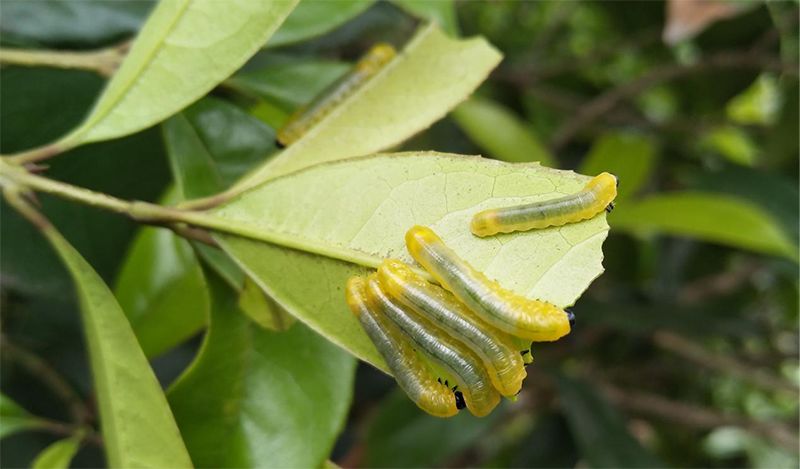 国光微讲堂桂花常见病虫害的危害特点及防治策略