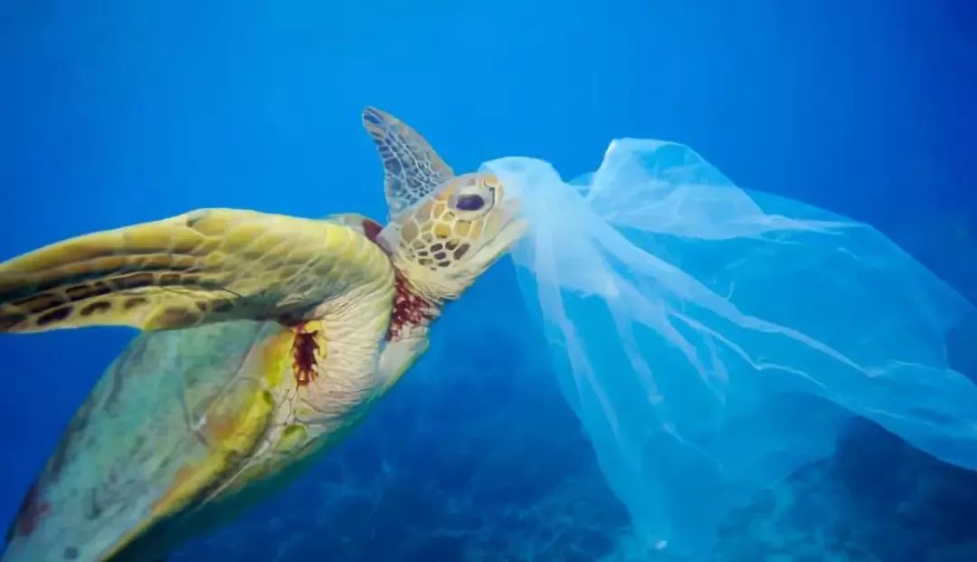 公益招募海洋环境保护小使者百余份礼物等你拿