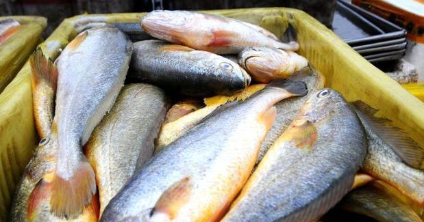 渔民在同一海域1周内捕获8万斤黄花鱼 相关部门坐不住了_捕捞