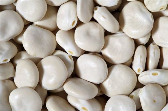 真的可以"光盘"行动 - 俄罗斯科学家用羽扇豆制成了可食用餐盘