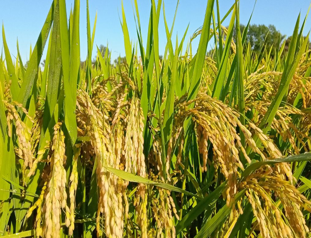 不忘初心继续前行2019年富尔农艺水稻公司营销总结大会暨水稻农化新品