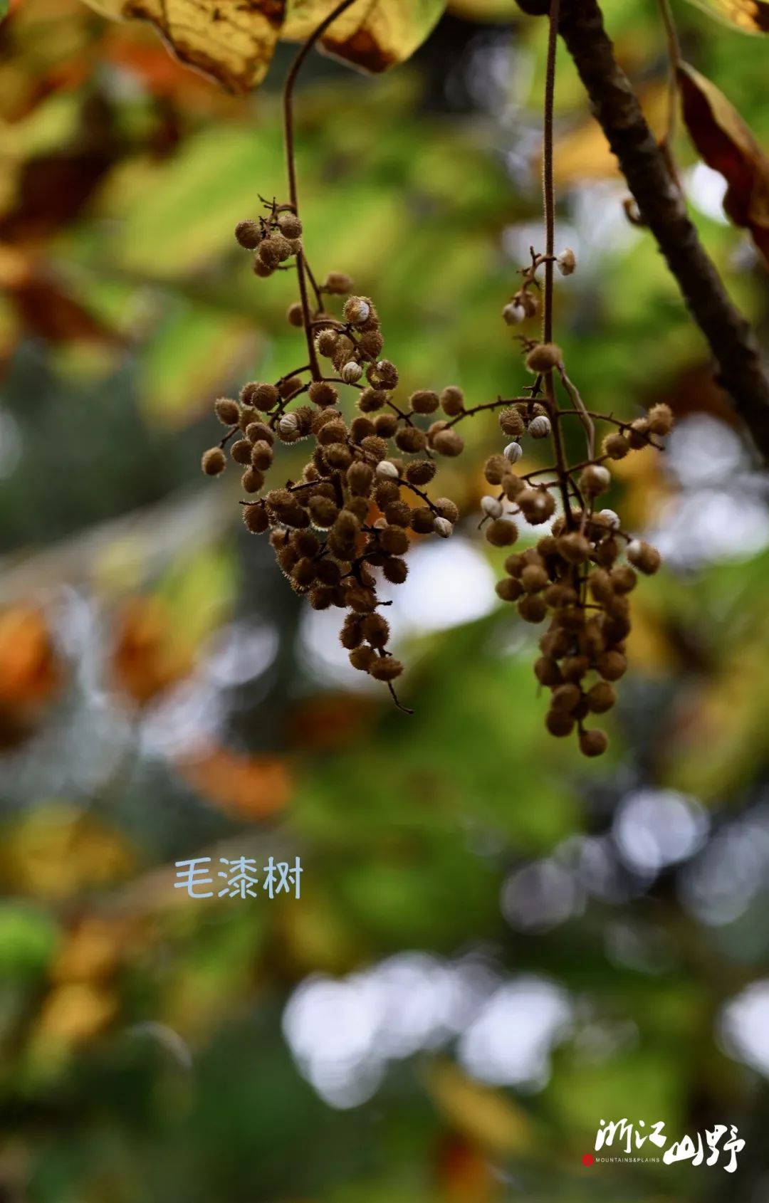 51. 锐齿槲栎 壳斗科/栎属52. 山橿 樟科/山胡椒属53.