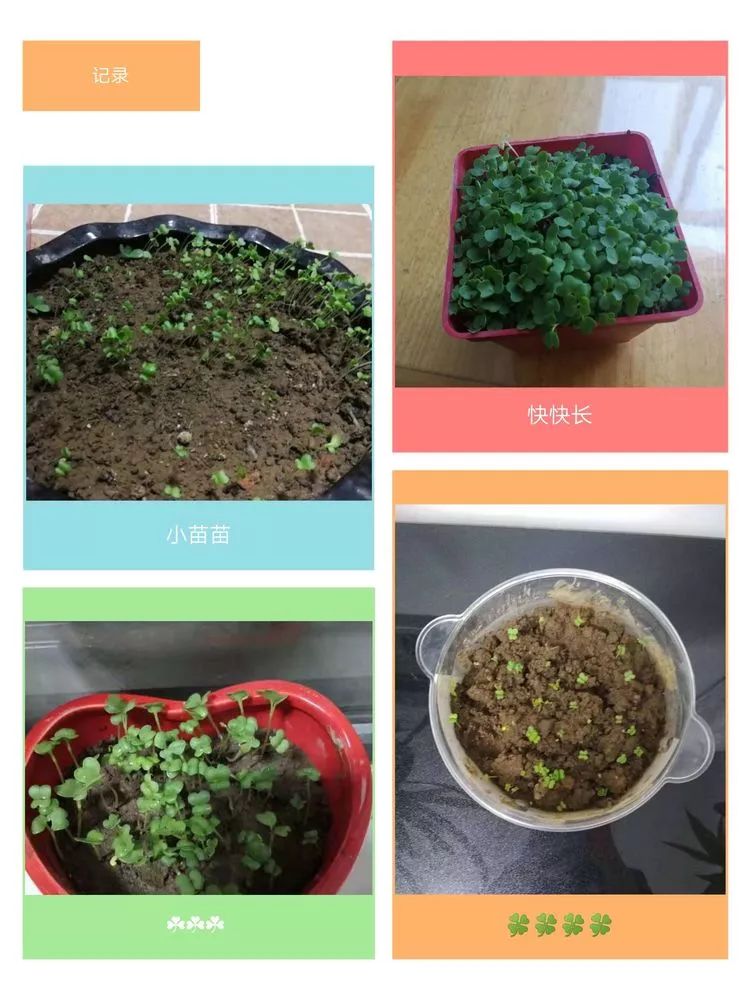 菜苔的生长过程图片