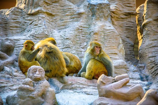 原来春联上门神的发源地在河南这座山上有个猴山可与人接触