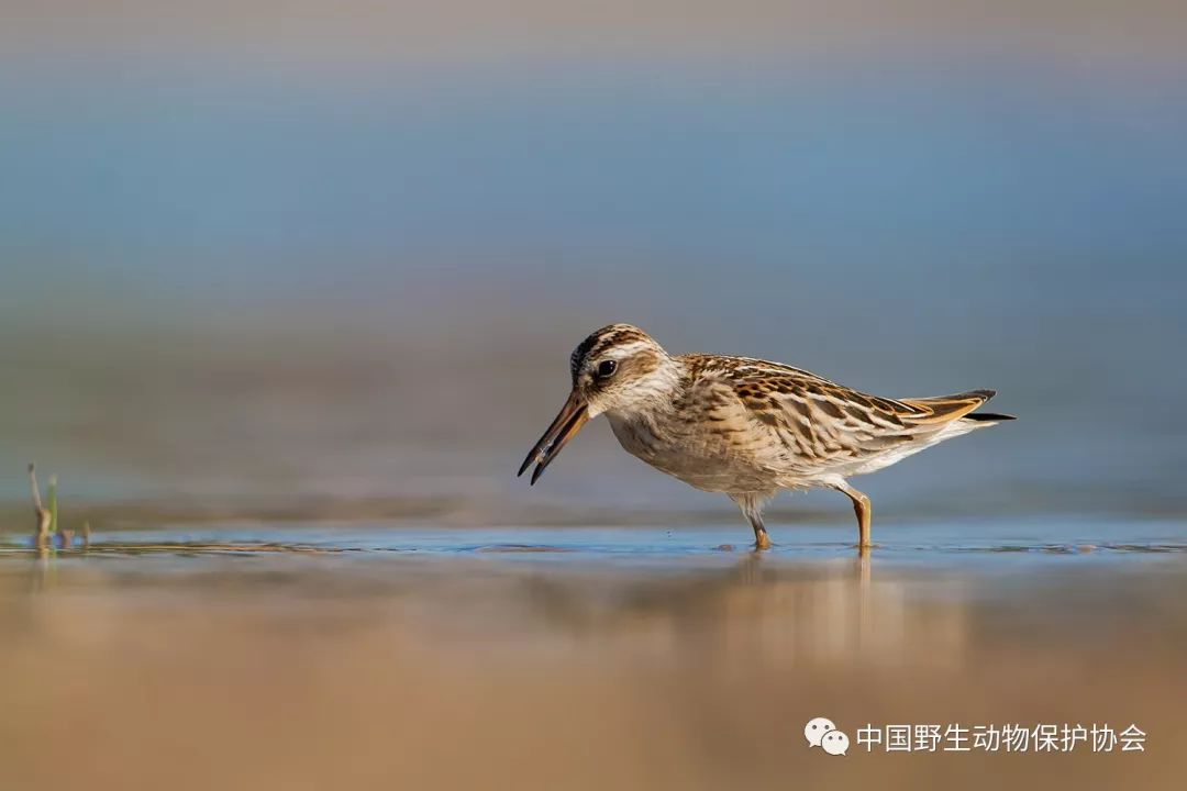 观鸟天地丨北京野鸭湖迁徙季鸻鹬觅食影像观察