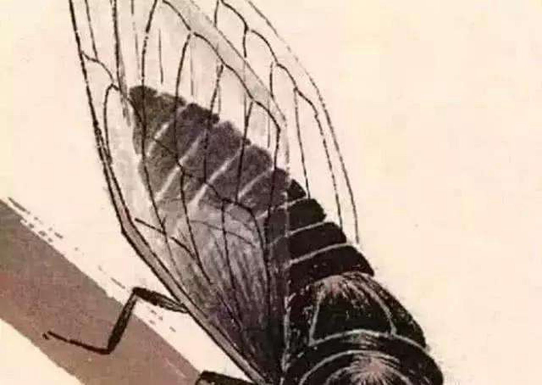 齐白石画的一只蝉为何能买到8亿放大20倍就明白了