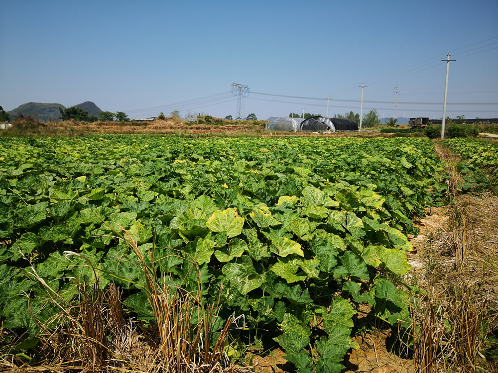 号外富川香芋南瓜即将上市