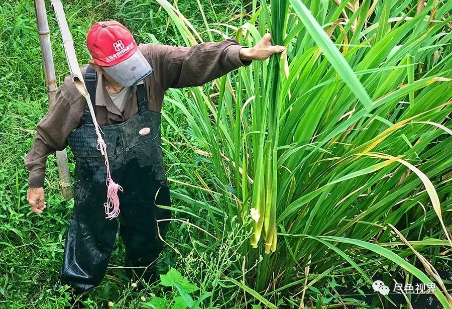 雕胡饭:古代网红饭,曾是李白的人生绝唱