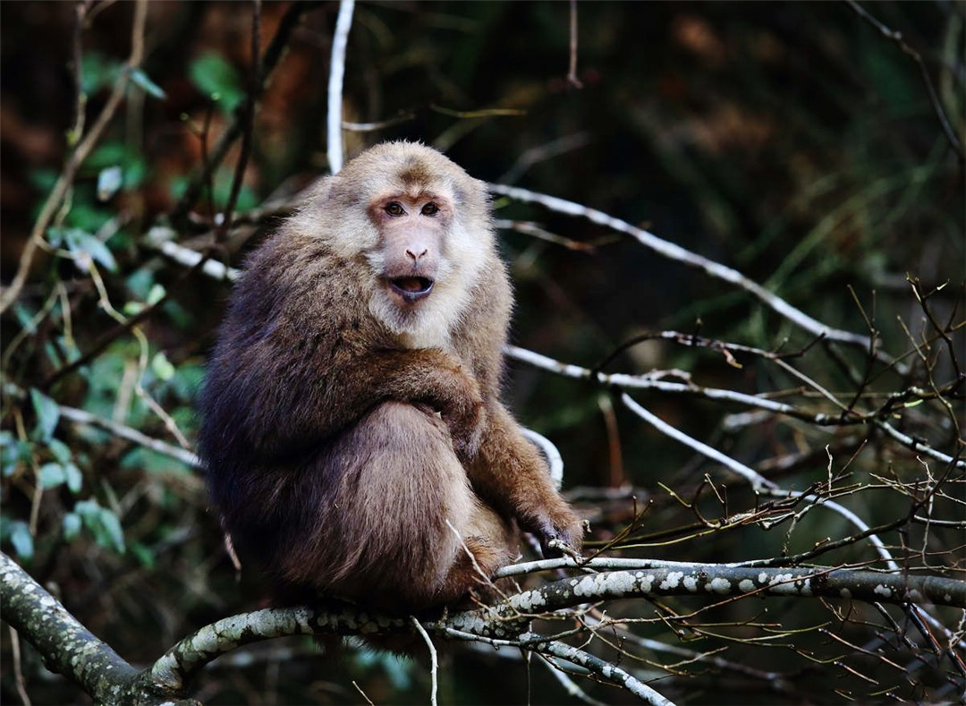 原创江西现中国最大的猕猴,既霸气又会撒娇卖萌,喜欢在危险地方过夜