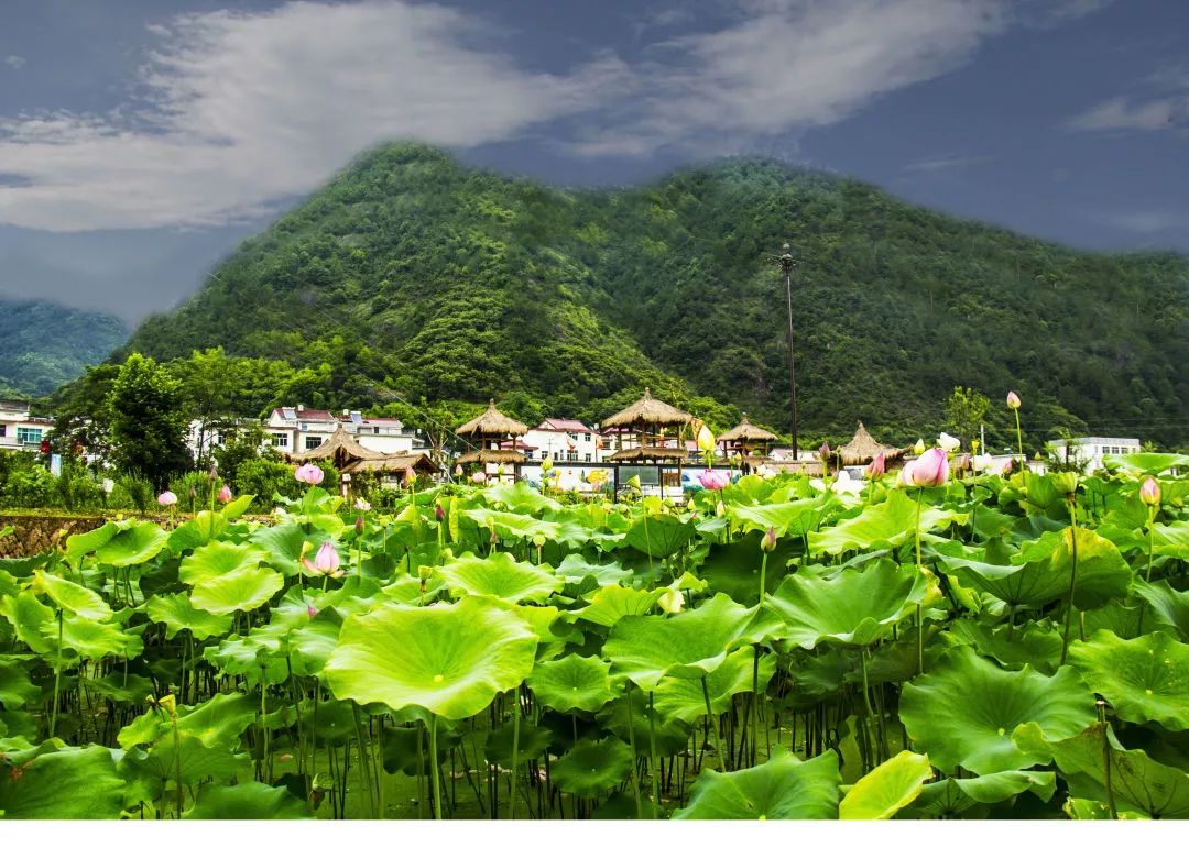 浙江美丽乡村建设十五年成果大展播江下村炉岙村