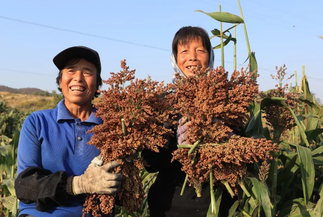 万亩酒高粱火红丰收季