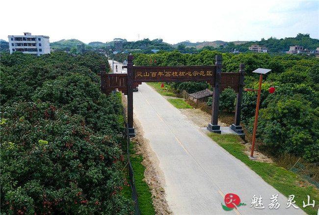 灵山以龙武山庄,大芦村,苏村,萍塘村等村为重点,打造荔枝之乡特色片区