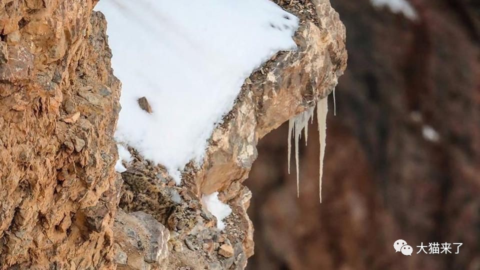 下面这张图中的雪豹又在哪呢?你觉得它能捕捉到猎物吗?