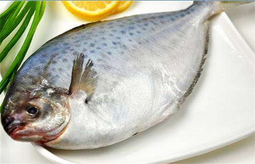 捡到灰鲳鱼你就赚了呢!