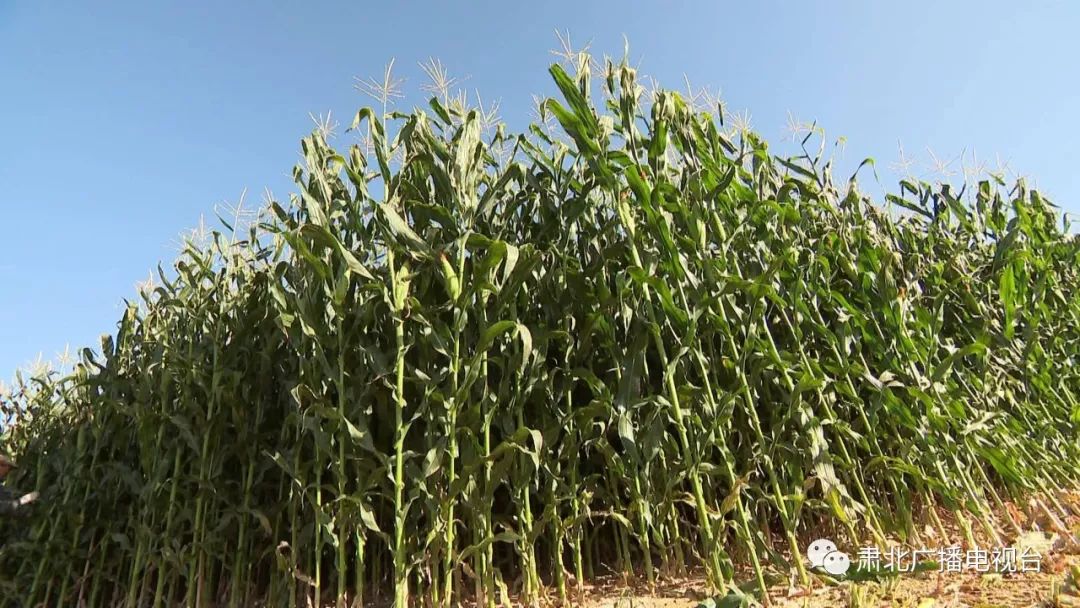 肃北县400多亩青贮玉米开镰收割,带你看看丰收的景象~_种植