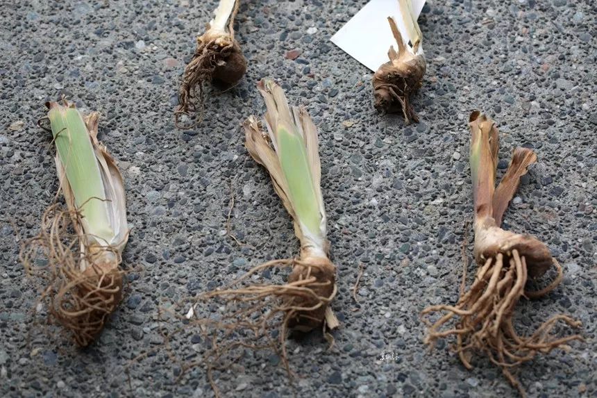 对了,鸢尾根长这样↓这枝花让我开心了很久,一开心,又买了几个块根.