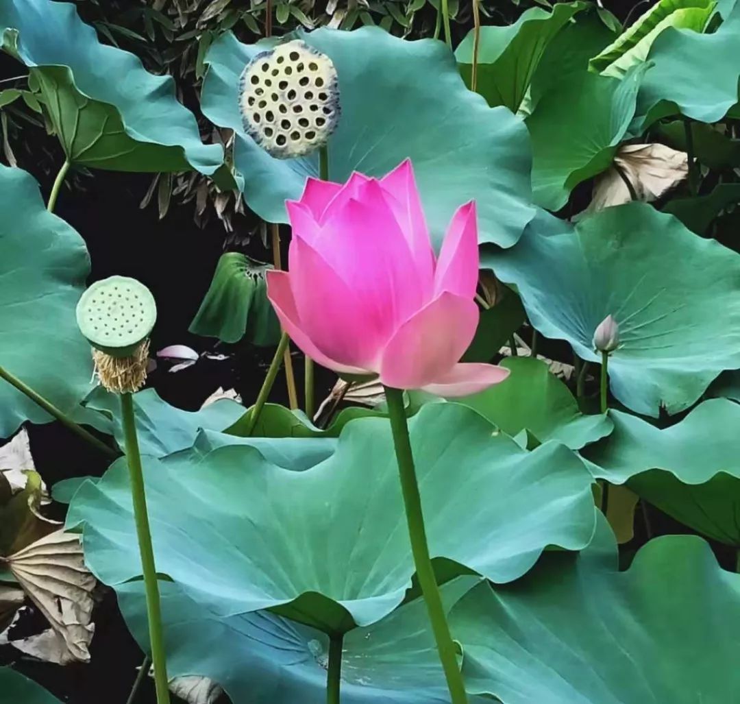 新的一天愿你心有花开一路芬芳