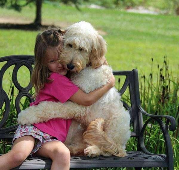 陪伴是最长情的告白,狗狗的这8个行为是爱你的表现