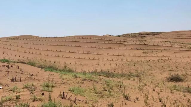 沙柳450万穴造林面积33860亩截至目前累计完成"蚂蚁森林"公益造林项目