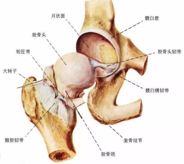 髋关节(hip joint)由股骨头与髋臼构成,属球窝关节,是典型的杆臼关节