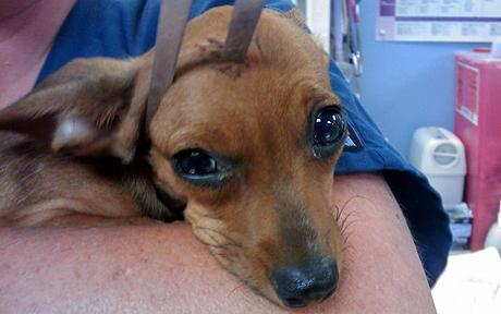 马耳他犬英国斗牛犬西施犬京巴犬约克夏犬波士顿梗犬玩具贵宾犬吉娃娃