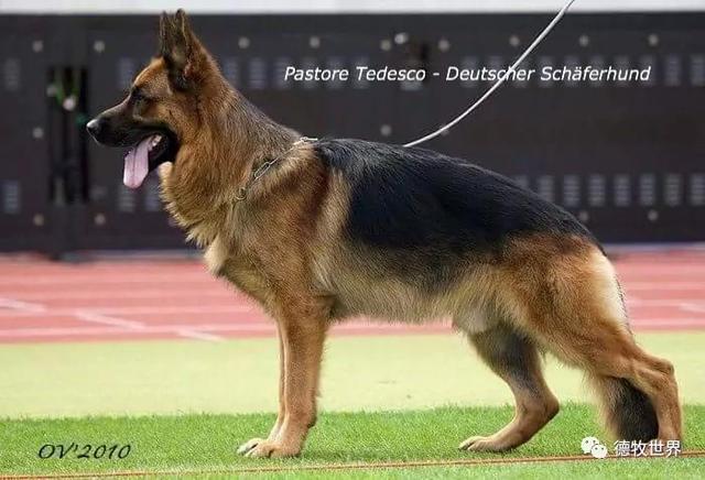 德牧图集:狼王va1 remo vom fichtenschlag