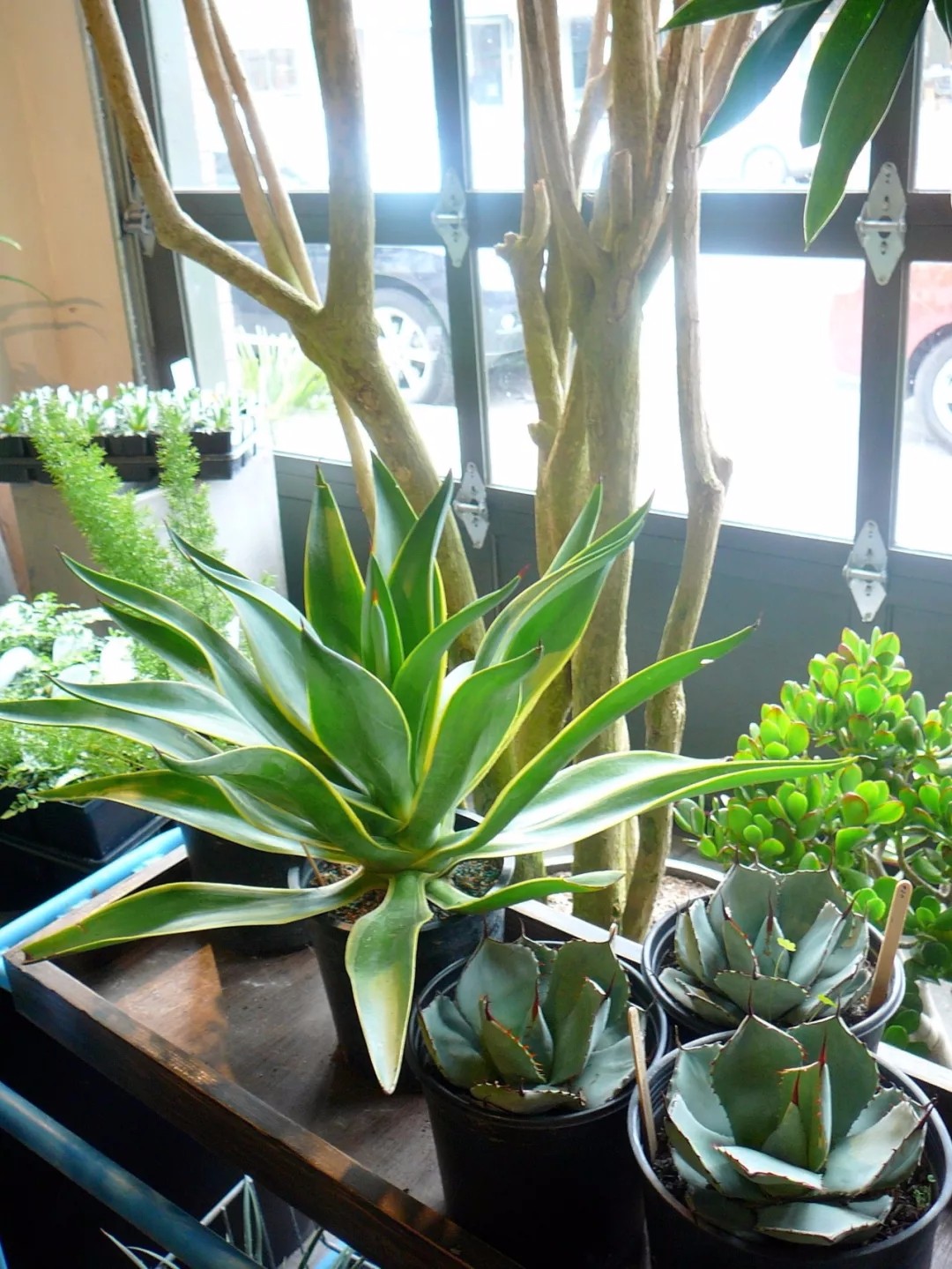 龙舌兰适合养在窗台边,每天可以给适当散射光,或者保持光线明亮,如果