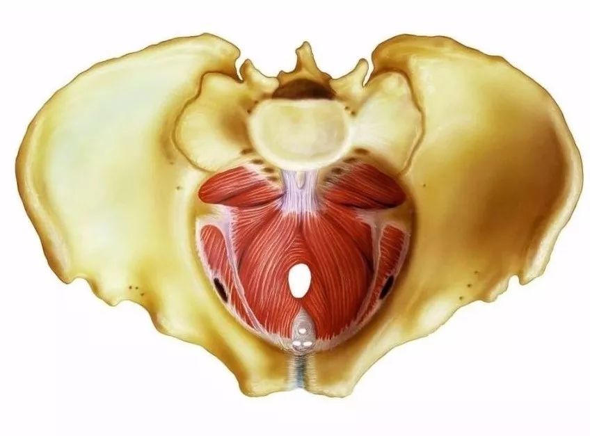 内层为盆膈,是盆底最坚韧的一层,由肛提肌及其内外面各覆一层筋膜组成