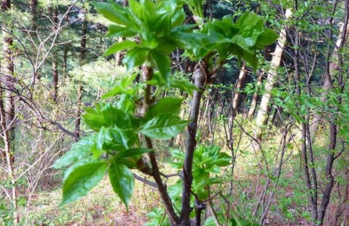 东北几种常见的山野菜,非常受欢迎,有的甚至远销国外供不应求