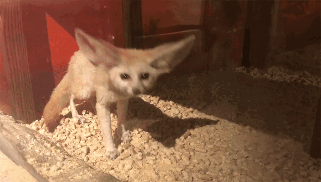 640_363gif 动态图 动图