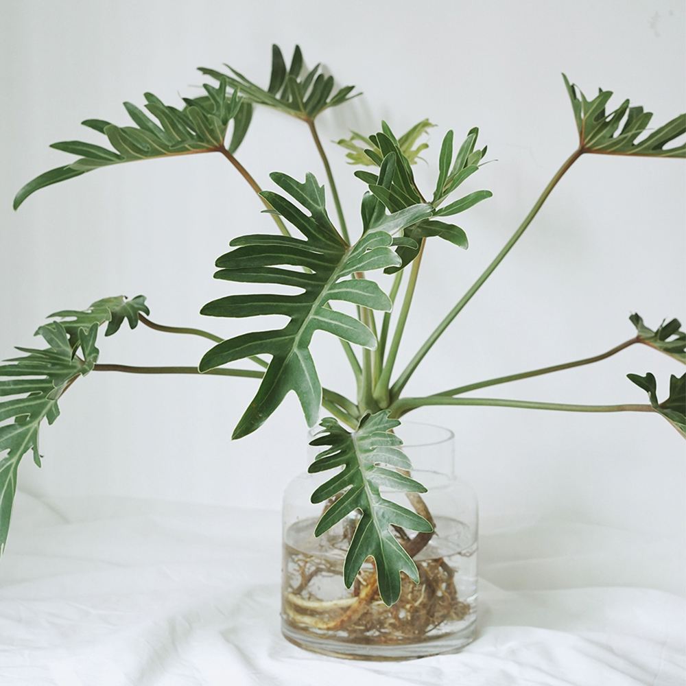 这样水培春羽,大家都说好看!