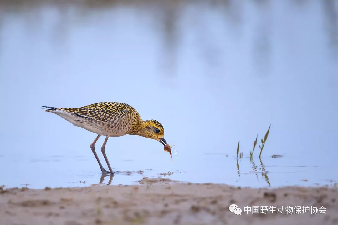 吃鲎虫青脚鹬吃鲎虫迁徙时节,我在北京野鸭湖拍到过30多种鸻鹬类鸟