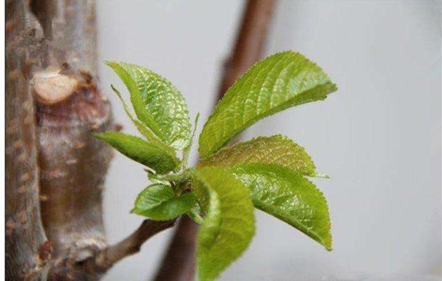 生长期樱桃管理措施