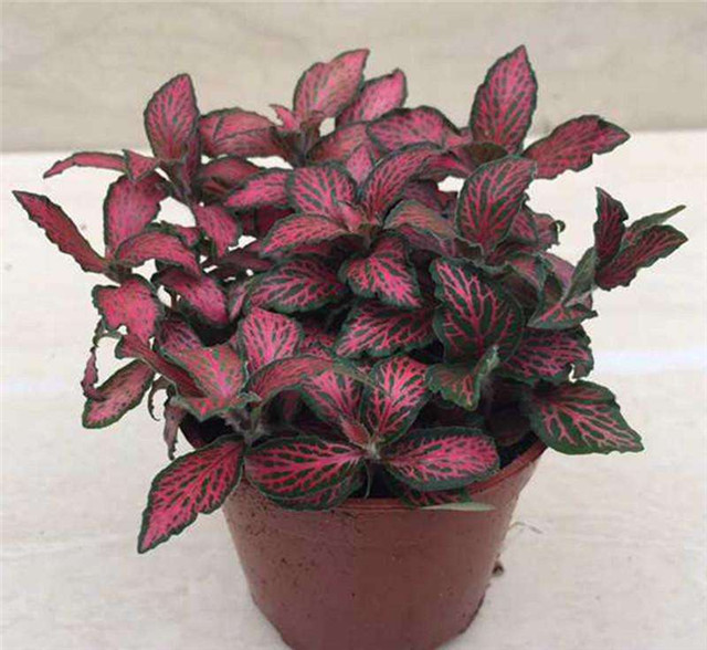 原创最近超流行的网红草网纹草你家养了吗