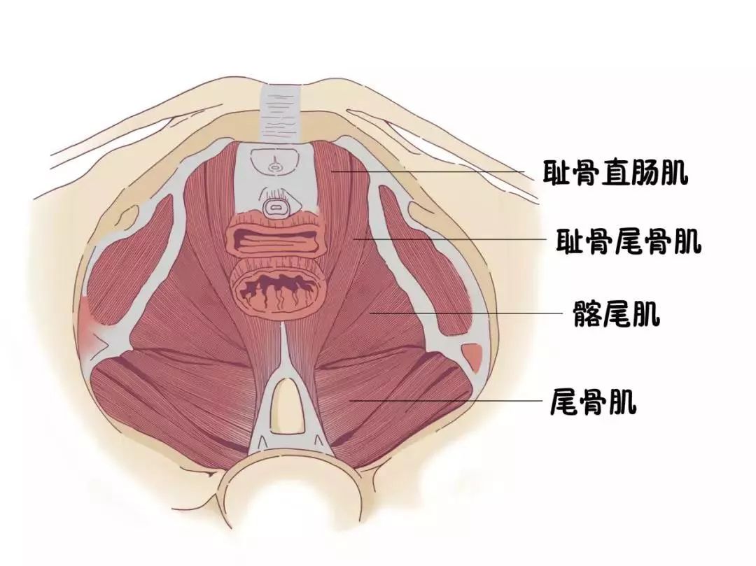 肌肉篇之盆底肌