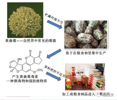 土法提取黄曲霉毒素图片