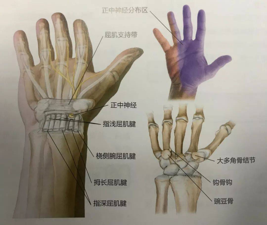 其原因是正中神经在腕部的腕管内受卡压而引起该神经支配区域手指麻木