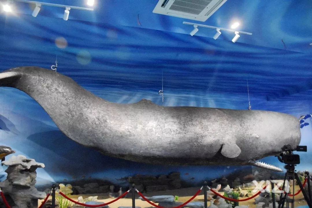 惠东人放假又有新去处,大型鲸鱼标本馆免费参观!