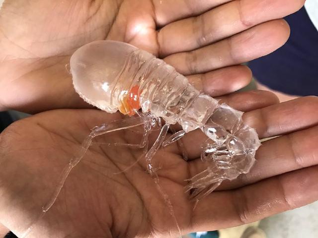 原创日本海出现虾类透明生物,数千年未见,中国吃货:吃起来啥味?
