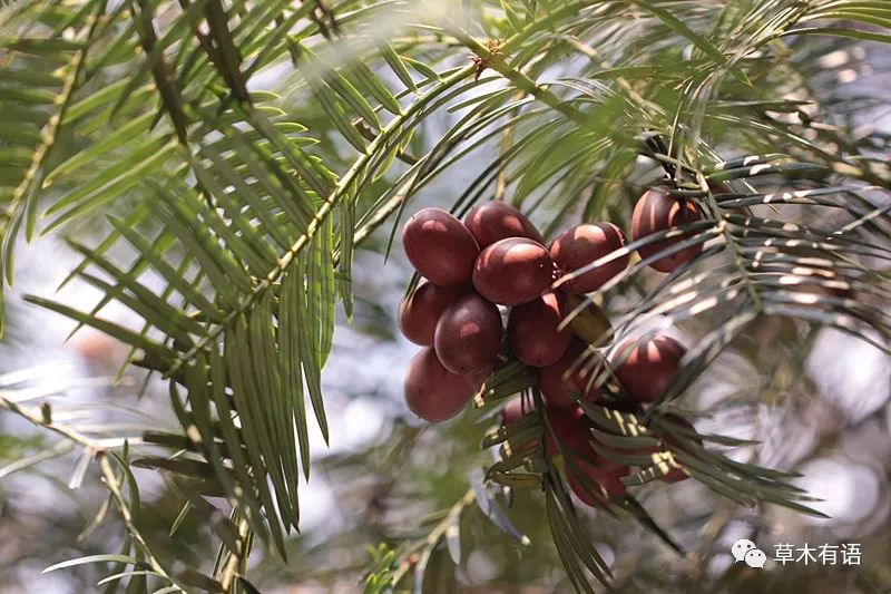 在古树密集参天的榧林中行走,榧林的农民都在忙碌着采香榧.