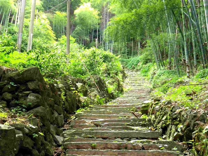 新增一批106徒步千年上青古道觅竹林幽幽绿仙踪