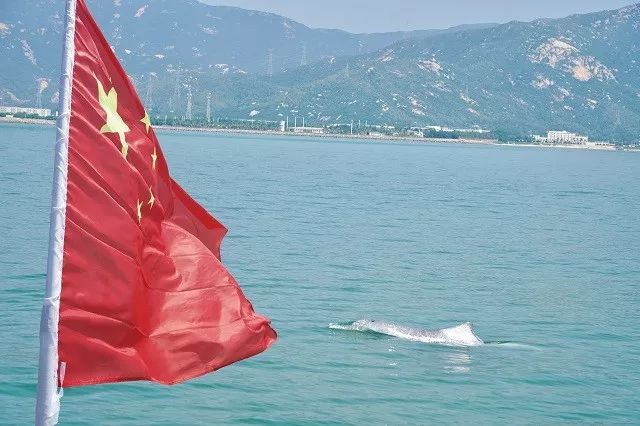 为新中国庆生,中华白海豚与国旗同框