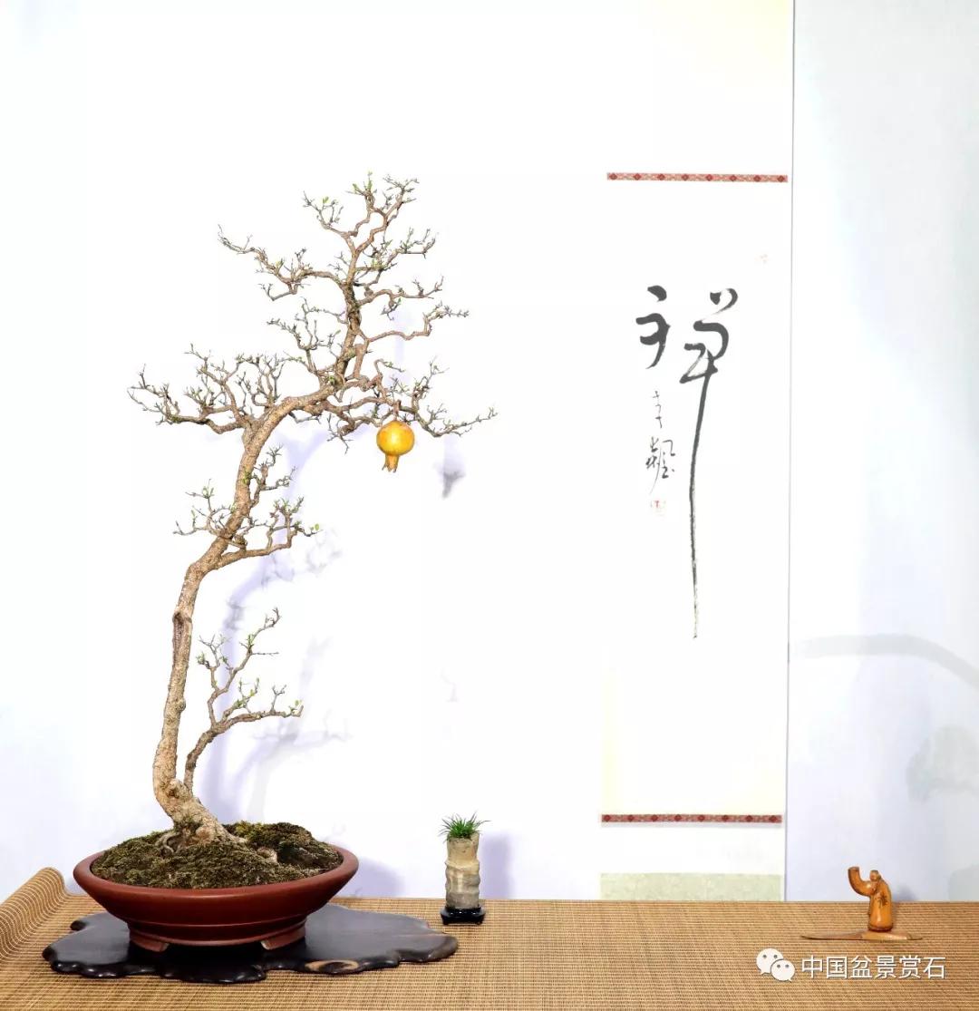 最佳文人树奖"探海" 真柏 姜玮藏品最佳小盆景奖小品组合 王红星藏品