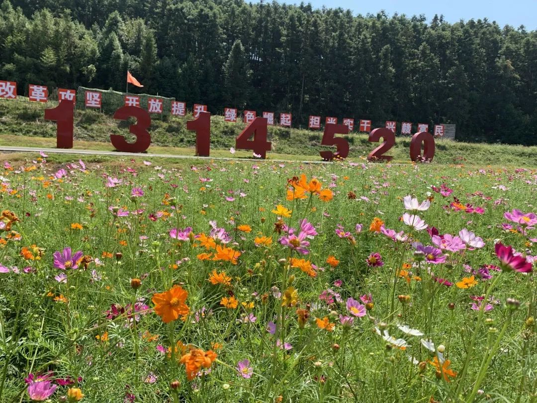 新余下保村花海门票图片