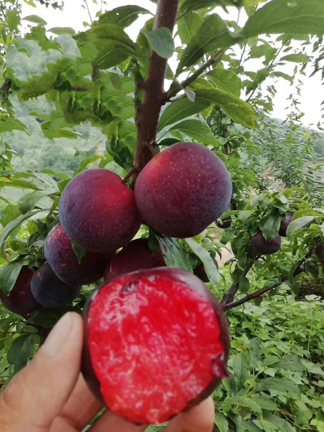 17-7,是辽宁省果树科学研究所李杏研究室于2005年以龙园秋李为母本